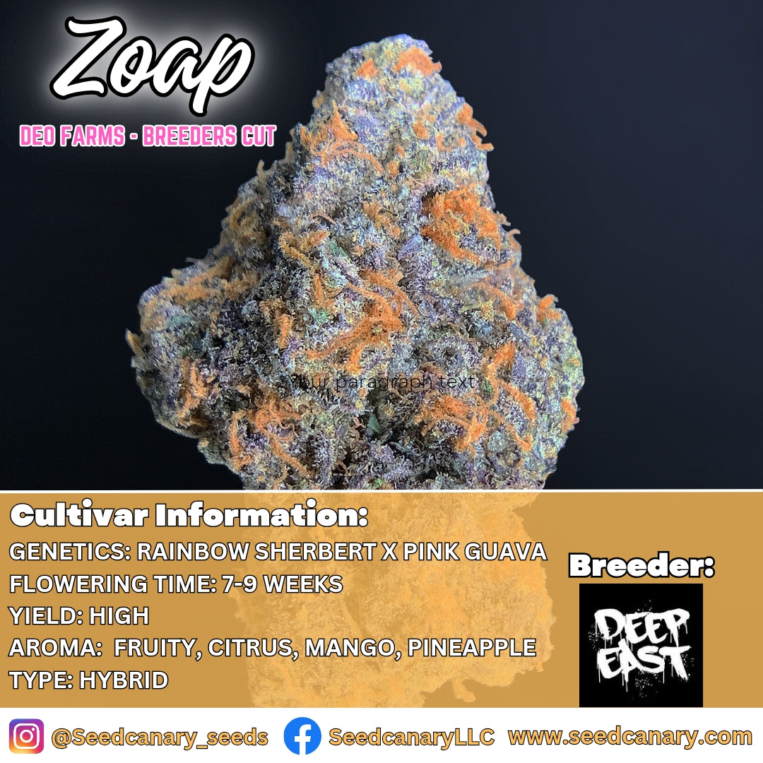 Zoap (deo cut)