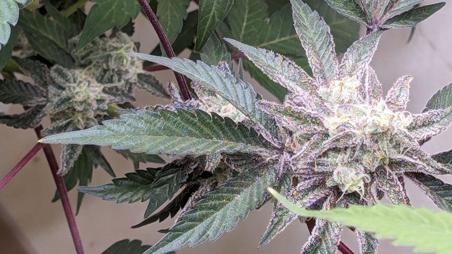 Hindu ghost kush